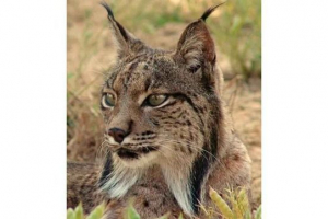 Pirenean lub hiszpański rysia Pirenean lub hiszpański rysia